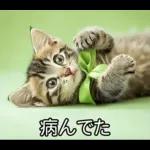 ENFPにゃんこスタンプ