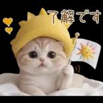 スコティッシュ猫 可愛い日常 太陽帽 敬語