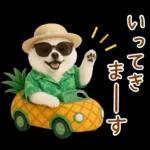 癒しポメラニアンの「夏」の毎日