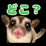 フクロモモンガ❤実りの秋は大豊作