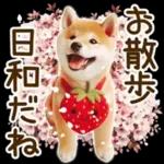 喜怒哀楽の激しい柴犬の野菜ダンス