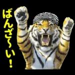 大阪神戸の野球好き虎ファン向け2