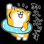 かわいい秋田犬～🐈