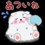 cute white Pomeranian summer 3