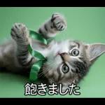 ENFPにゃんこスタンプ