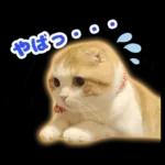 猫の「うなちゃん」