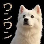 白いモフモフ～その名はサモエド！２