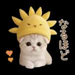 スコティッシュ猫 可愛い日常 太陽帽 敬語