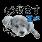 大人かわいい日常メッセージ?