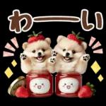 癒しポメラニアンの春のあいさつ