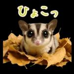 フクロモモンガ❤実りの秋は大豊作