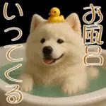 白いモフモフ～その名はサモエド！２