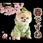 癒しポメラニアンの春のあいさつ