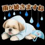 大人可愛いシーズーで梅雨の気づかい敬語