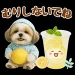 大人可愛いシーズーで梅雨の気づかい敬語