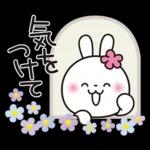 優しい2!!かわいい白うさぎ