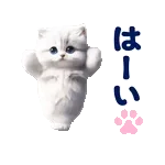 踊る！ペルシャ猫