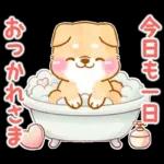 愛する人に感謝を送る❤️いやしばいぬ赤柴