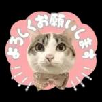 まるちゃんスタンプ＃1