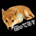 Premium 柴犬こてつ君*スタンプ第二弾