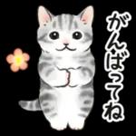 毎日☆猫たちのスタンプ
