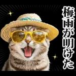 夏☆にゃんこ