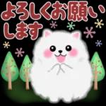 ポメラニアン❤️ぽちゃん「秋」