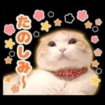 猫の「うなちゃん」