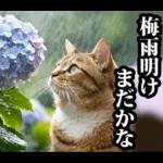 夏☆にゃんこ