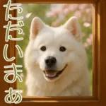 白いモフモフ～その名はサモエド！２