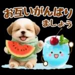 大人可愛いシーズーで梅雨の気づかい敬語