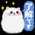cute white Pomeranian summer 3