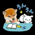 かわいい犬たち冬♡冬＆正月 柴犬