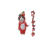 動く！踊るダジャレ猫ミーム！