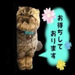 かわいいねこちゃん〜〜