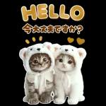 大きく表示♡冬にゃんこ