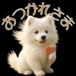 白いモフモフ～その名はサモエド！２