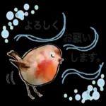 使える 小鳥の日常会話