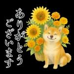 飛び出す【夏】ずっと使える大人のご挨拶