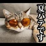 夏☆にゃんこ