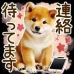 喜怒哀楽の激しい柴犬の野菜ダンス