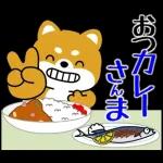 豆柴「夏を感じる」