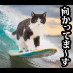 夏☆にゃんこ