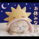 スコティッシュ猫 可愛い日常 太陽帽 敬語