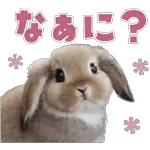 Brown and Cony Love Love (Eng)