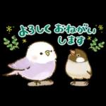 敬語が話せる！もふもふインコ