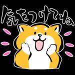 かわいい秋田犬～🐈