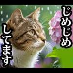 夏☆にゃんこ