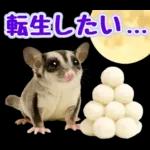フクロモモンガ❤実りの秋は大豊作