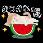 かわいい猫❤️大人かわいい夏❤️猫にゃん